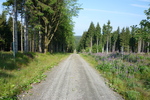 06.07.2011: Erzgebirge - Wanderweg zwischen Wildenthal und Weitersglashtte