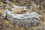 31.07.2026: Pyrenäen - Nationalpark Ordesa y Monte Perdido - Murmeltier ab Abstieg vom See Ibón de Bernatuara