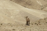 19.08.2023: Totes Meer und Umgebung - Kamele in der Judäischen Wüste nahe des Wasserlochs Birkat Tzfira