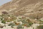 20.08.2023: Negev-Wüste - Nubische Steinböcke im Wadi Barak