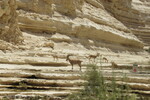 23.08.2023: Negev-Wüste - Nubische Steinböcke im En-Advat-Canyon