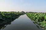 28.07.2013: Lago Superiore bei Mantua - Lotosblumen im See