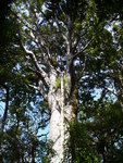 22.01.2006: Northland - Krone eines stattlichen Kauribaumes