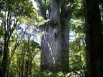 22.01.2006: Northland - stattlicher Kauribaum