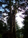 18.02.2006: Sonstiges - Baum in den Waitakere Ranges