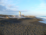 16.04.2006: Te Urewera National Park und Hawke's Bay - Treibholz am Strand bei Wairoa