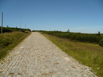 02.08.2009: Riesengebirge - auf dem Kammweg zwischen Spindlerbaude und Schneekoppe