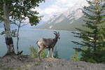 16.07.2017: Banff National Park - Dickhornschaf vor Lake Minnetwanka