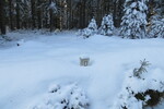 27.02.2016: am Kammweg Erzgebirge – Vogtland zwischen Carlsfeld und Mhlleithen